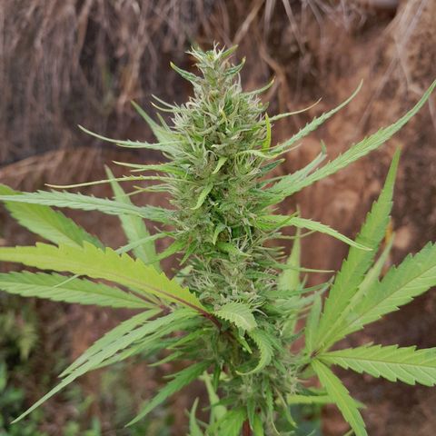 Tiozinho OG 1 growlog photo: Tip bud