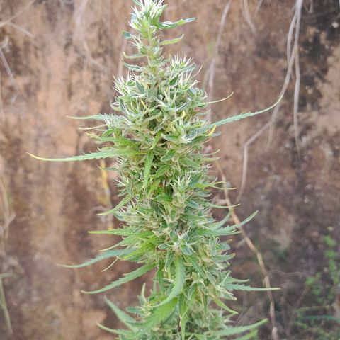 Tiozinho OG 1 growlog photo: Top bud