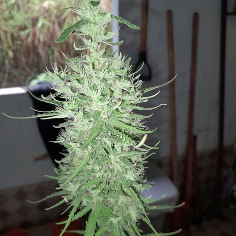 Tiozinho OG 1 growlog timeline photo