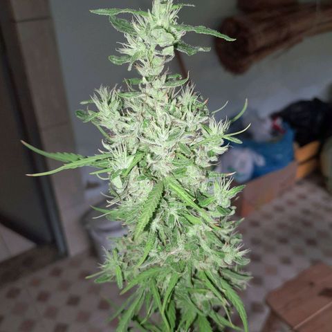 Tiozinho OG 1 growlog timeline photo