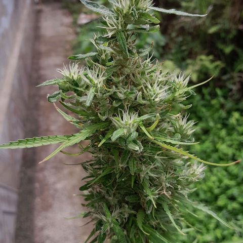 Tiozinho OG 1 growlog timeline photo