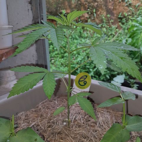 Orange bud 2.0 solo suruma growlog photo: Vaso 39l