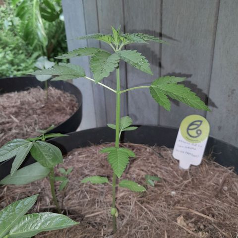 Orange bud 2.0 solo suruma growlog photo: Vaso 45l