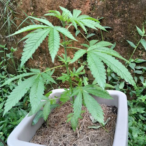 Orange bud 2.0 solo suruma growlog timeline photo