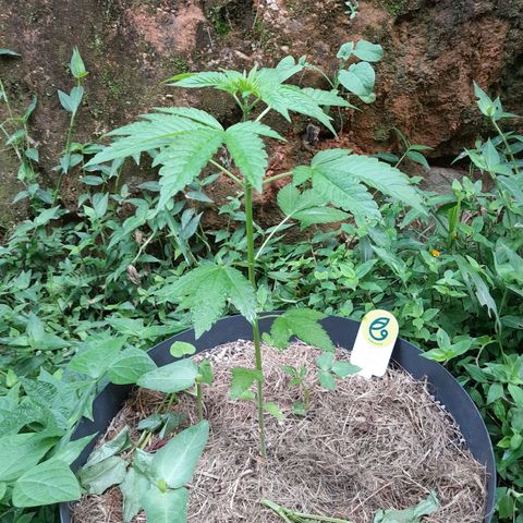 Orange bud 2.0 solo suruma growlog timeline photo