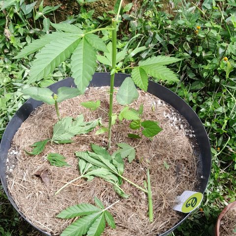 Orange bud 2.0 solo suruma growlog timeline photo