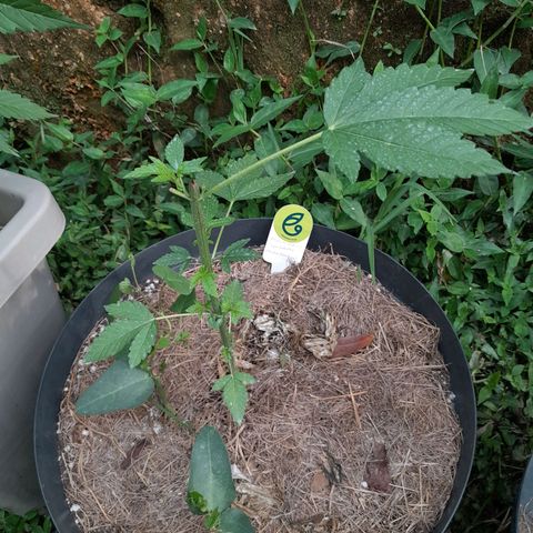 Orange bud 2.0 solo suruma growlog timeline photo