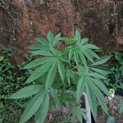 Orange bud 2.0 solo suruma growlog timeline photo