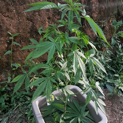 Orange bud 2.0 solo suruma growlog timeline photo