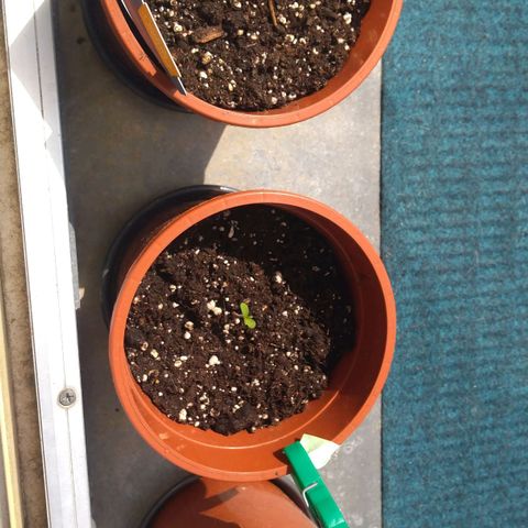 Banana growlog timeline photo