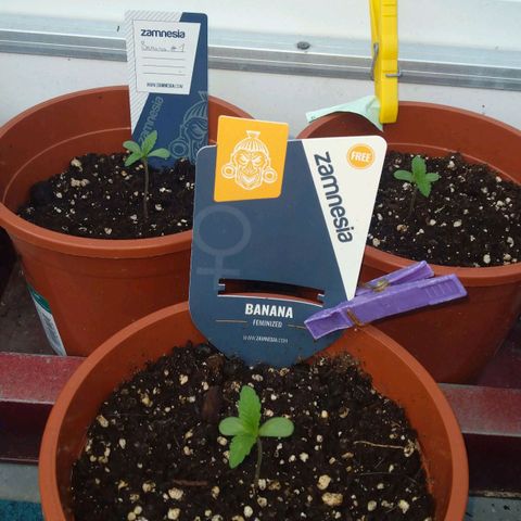 Banana growlog timeline photo