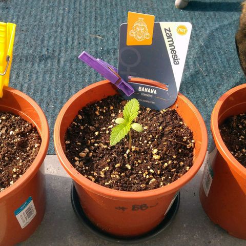 Banana growlog timeline photo