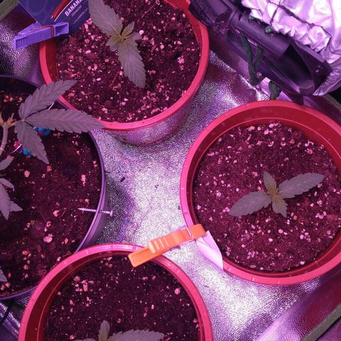 Banana growlog timeline photo