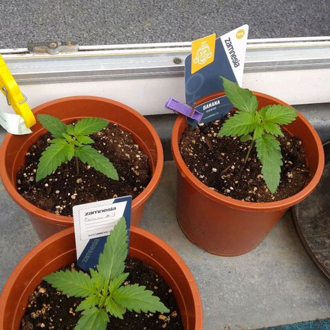 Banana growlog timeline photo