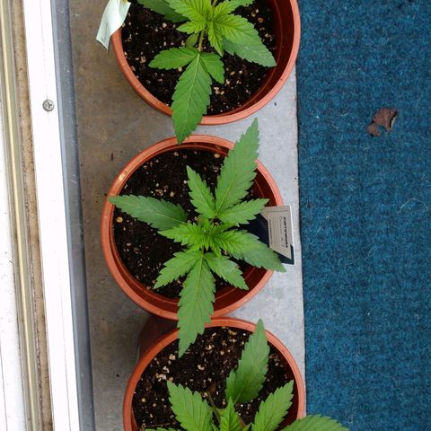 Banana growlog timeline photo