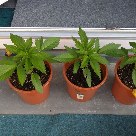 Banana growlog timeline photo