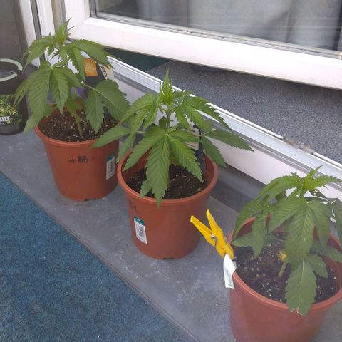 Banana growlog timeline photo