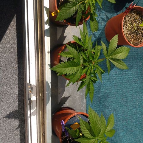 Banana growlog timeline photo