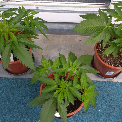 Banana growlog timeline photo