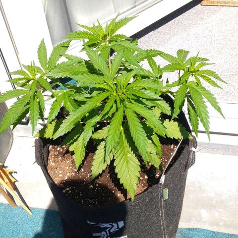 Banana growlog timeline photo