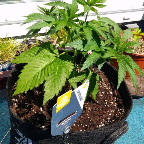 Banana growlog timeline photo