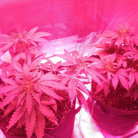 Banana growlog timeline photo