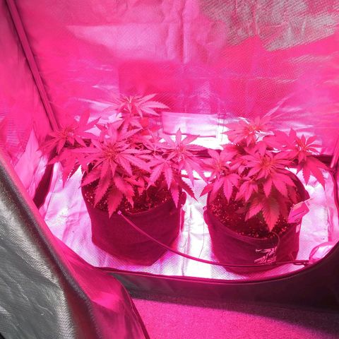 Banana growlog timeline photo