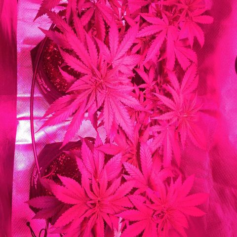 Banana growlog timeline photo