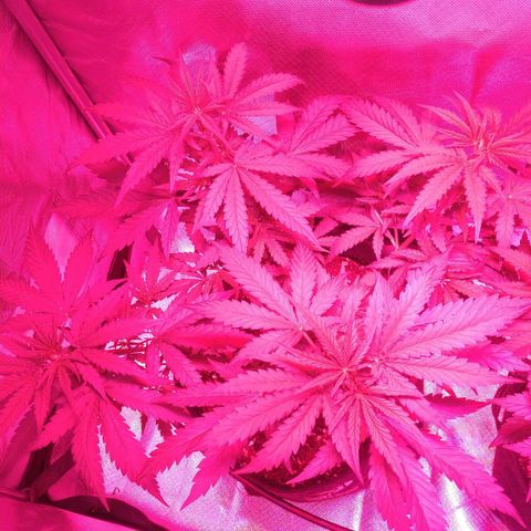 Banana growlog timeline photo