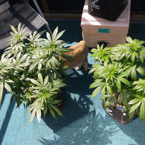 Banana growlog timeline photo