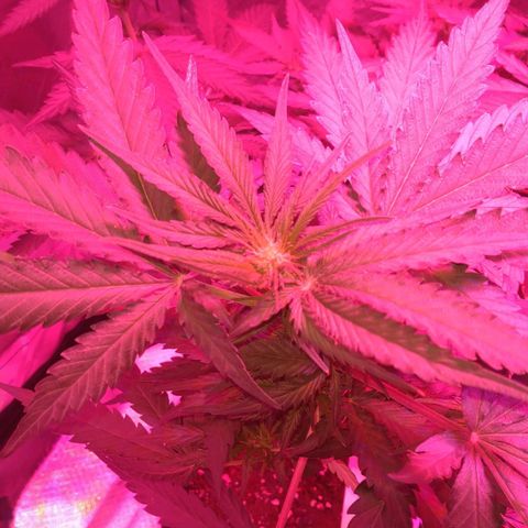 Banana growlog timeline photo