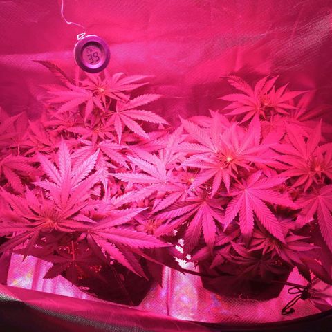 Banana growlog timeline photo