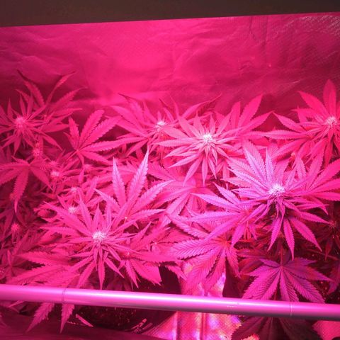 Banana growlog timeline photo