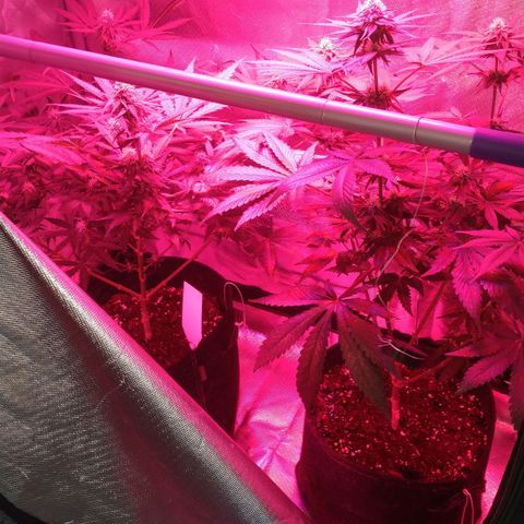 Banana growlog timeline photo