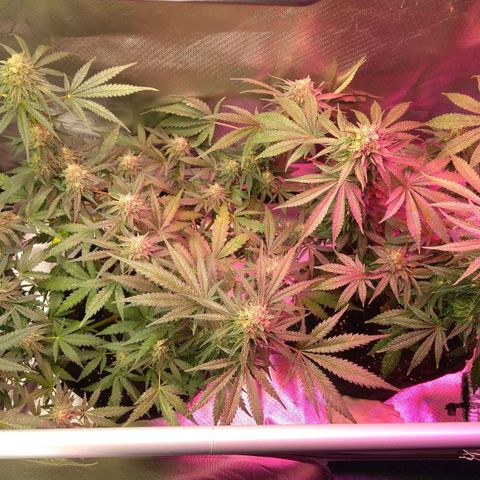 Banana growlog photo: Süßer fruchtiger Geruch 