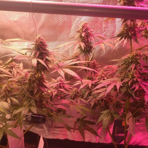 Banana growlog timeline photo