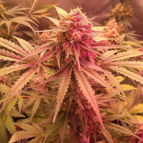 Banana growlog timeline photo