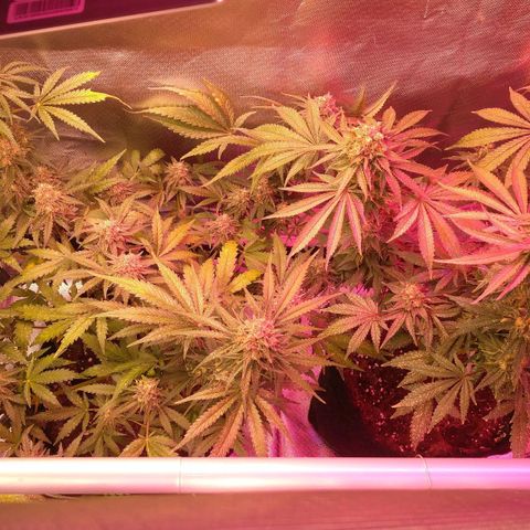 Banana growlog timeline photo