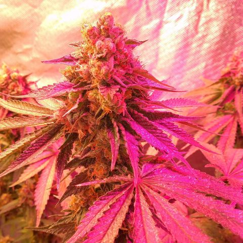 Banana growlog timeline photo