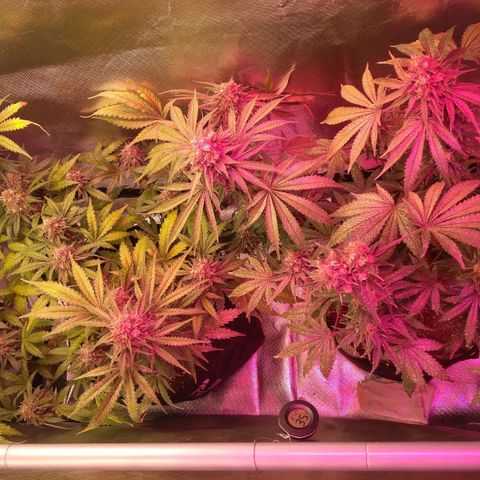Banana growlog timeline photo