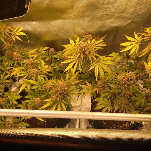 Banana growlog timeline photo