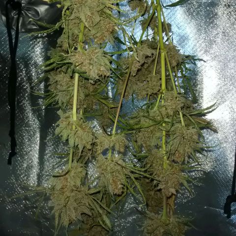 Banana growlog timeline photo