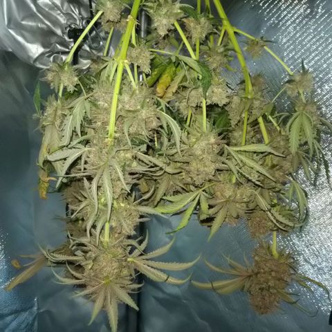 Banana growlog timeline photo