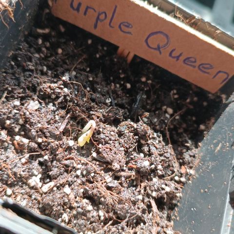 RQS Purple Queen growlog timeline photo