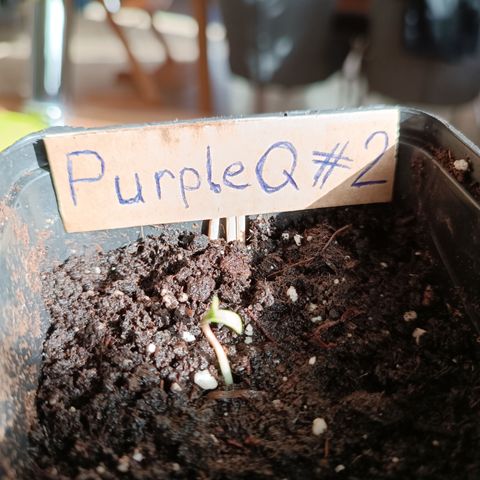 Purple Queen #2 growlog timeline photo