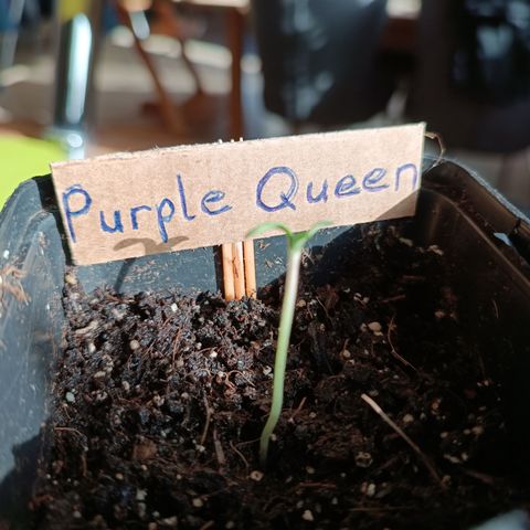 RQS Purple Queen growlog timeline photo