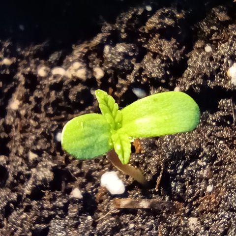 Purple Queen #2 growlog timeline photo