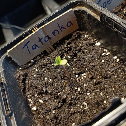 Tatanka Pure CBD #1 growlog timeline photo