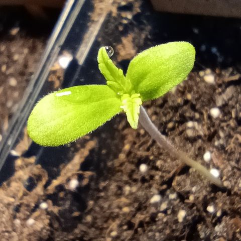 Tatanka Pure CBD #2 growlog timeline photo