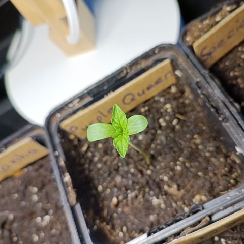 Purple Queen #2 growlog timeline photo